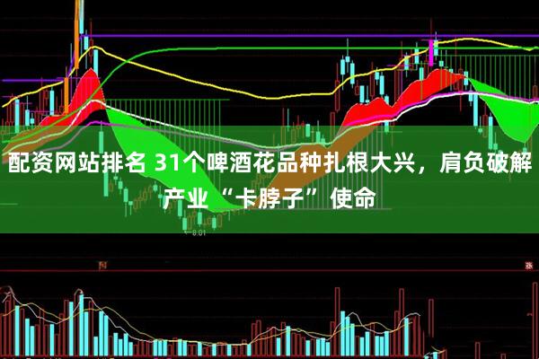 配资网站排名 31个啤酒花品种扎根大兴，肩负破解产业 “卡脖子” 使命